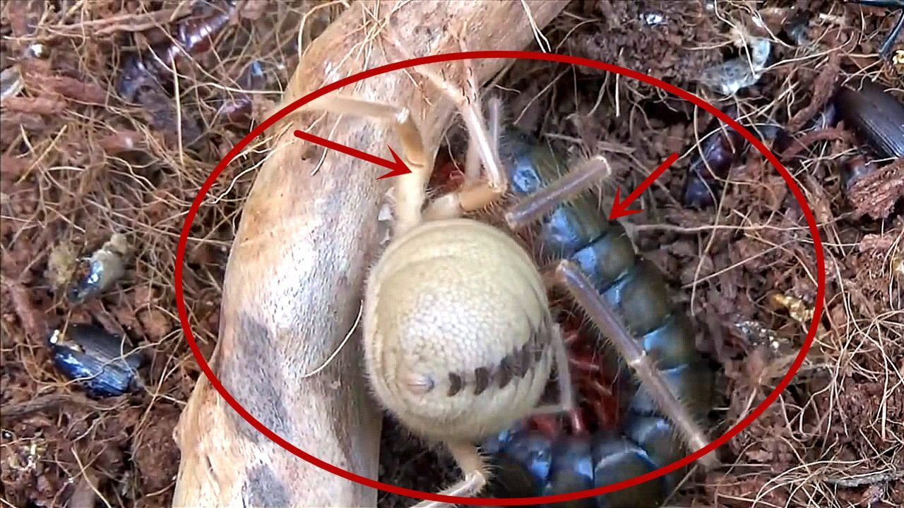 骆驼蜘蛛vs手指粗毒蜈蚣结局绝对超出你的想象