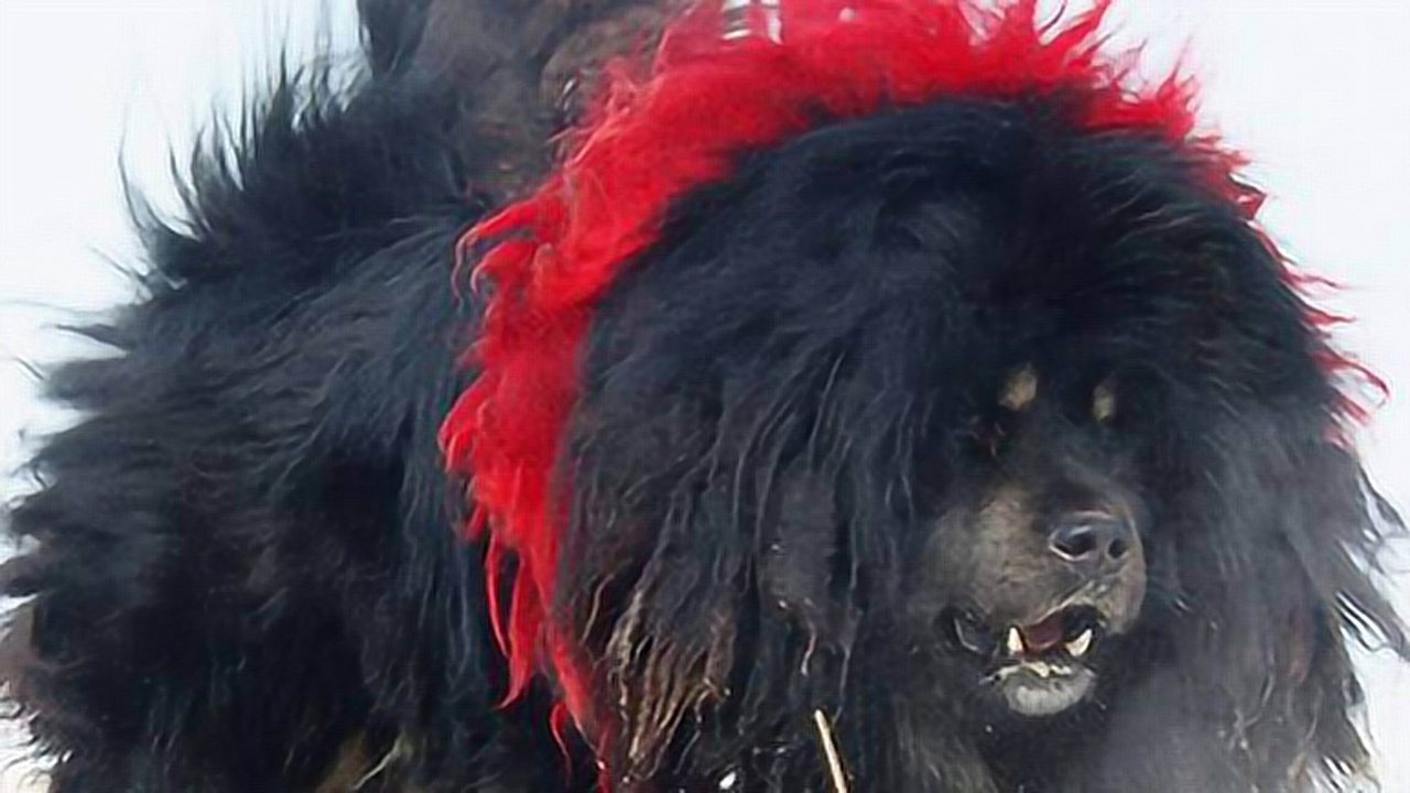 鬼獒和獒王赤古相遇,谁能笑到最后?画面有点美