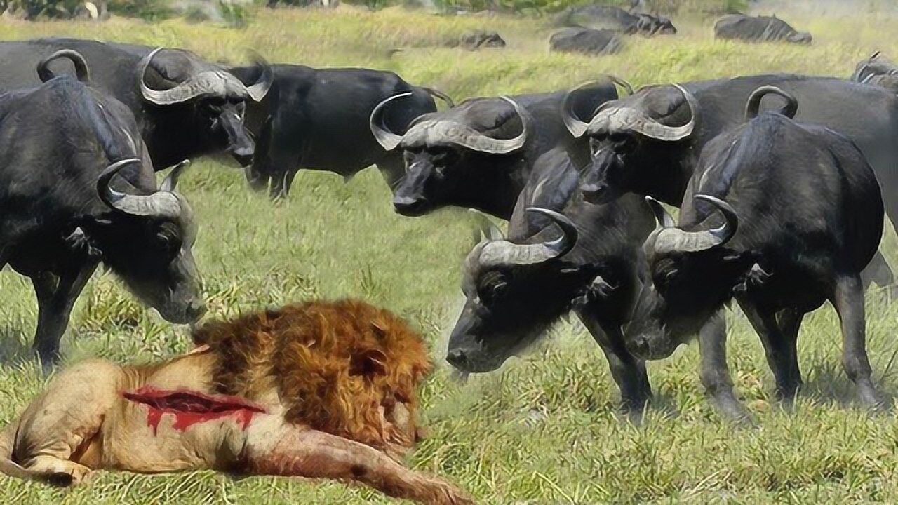 水牛杀死雄狮图片