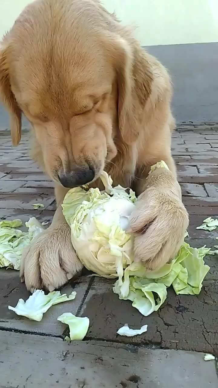 狗狗在吃菜,吃一口吐一口,太浪费了