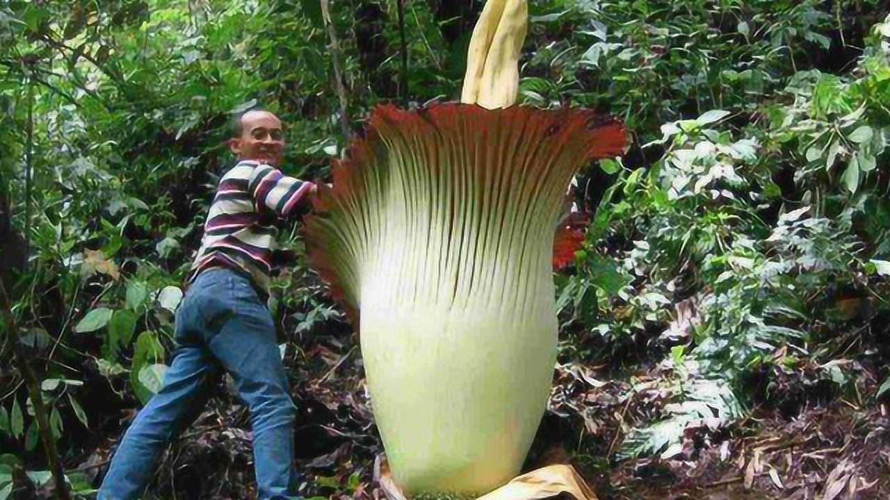 食人花真的会吃人吗?真的像电影中的那么恐怖吗