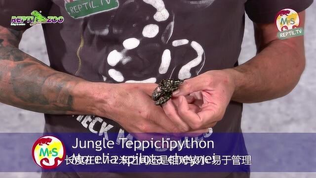 ReptilTV95 Stefan带你认识地毯蟒