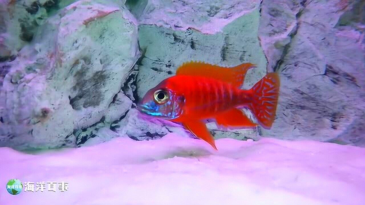 三湖慈鲷罗宾红火鸟养鱼能养出这种状态的都是大师级别