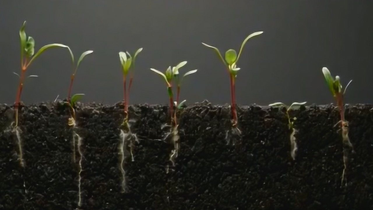 出芽生物 _ 出芽とは わかりやすく – OICEX