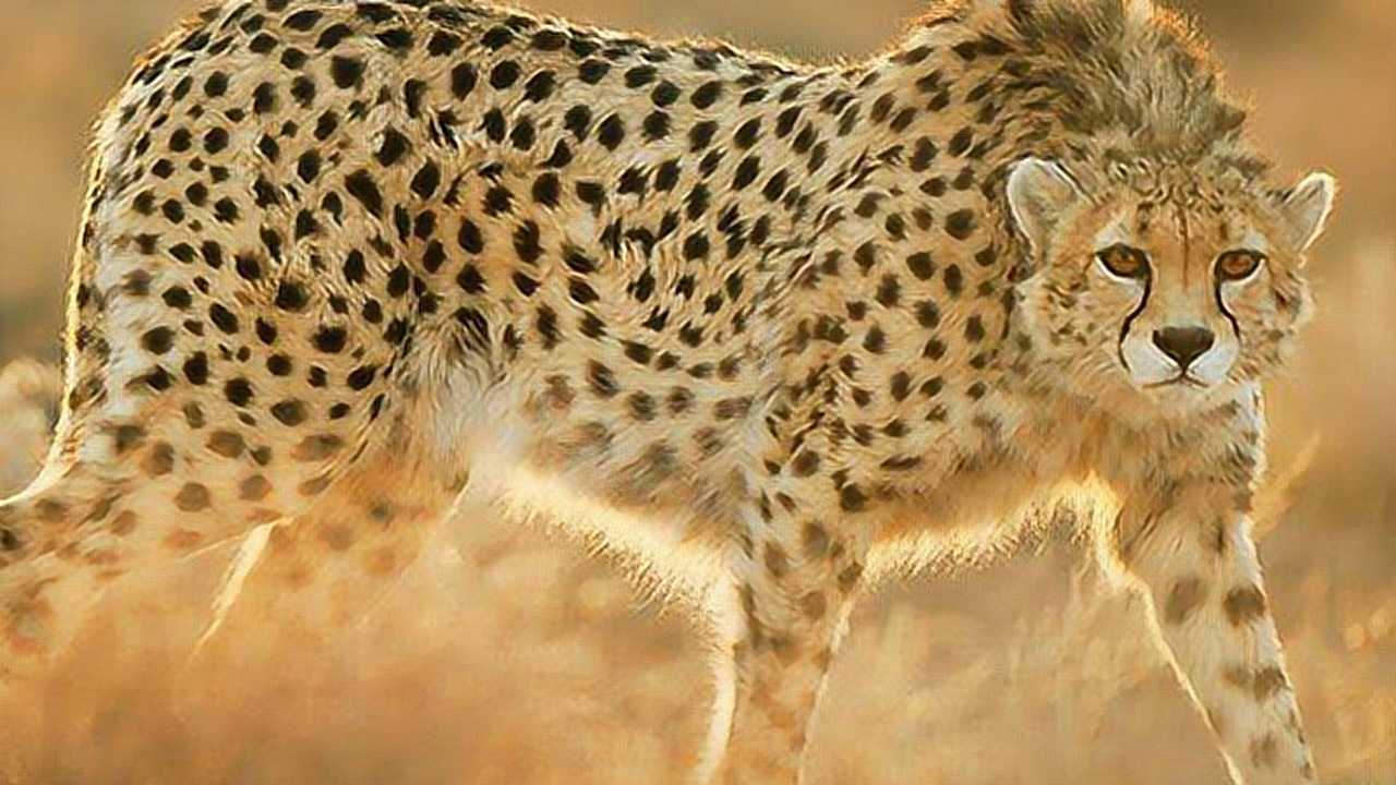 猎豹和骆驼刺树!动物世界自然传奇精彩片段