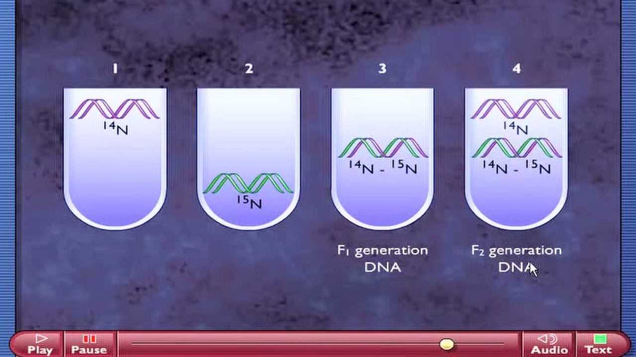 DNA半保留复制的实验证据