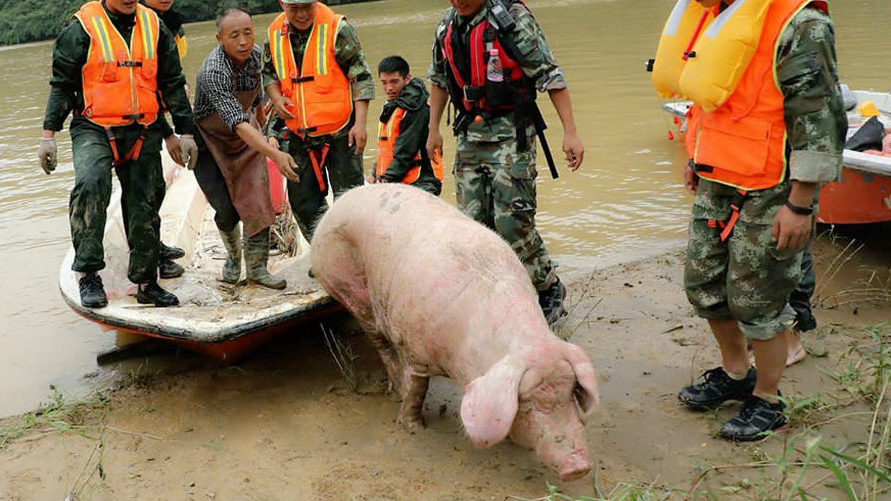 08年汶川地震中那头猪坚强现在过得怎么样了