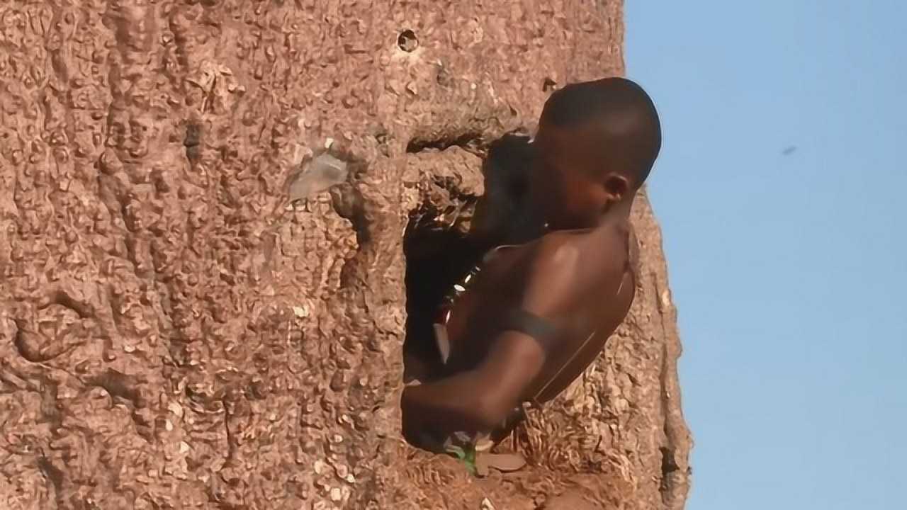 非洲大草原上的猴面包树,为什么被称为生命之树?快来看看吧!