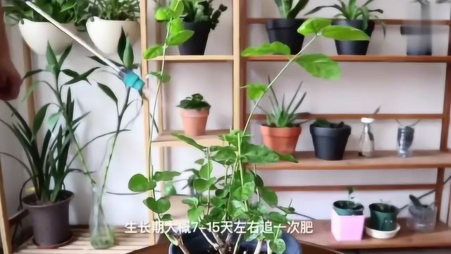 茉莉花怎么养?最详细的视频教程,保证你学会