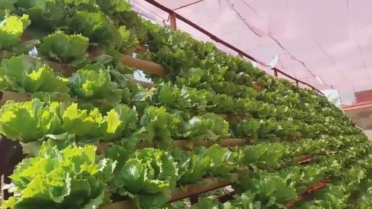 这种无土栽培的生菜比普通生菜能贵几倍的价格普通人吃不起