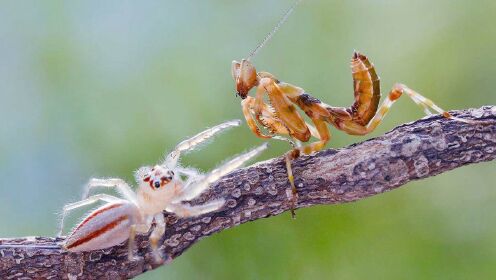 蜘蛛追杀螳螂 结局出人意料