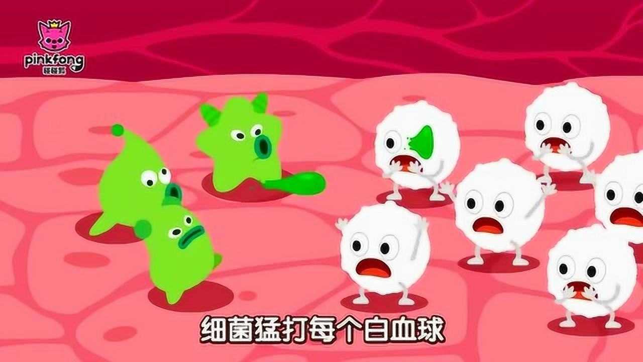 鲨鱼宝宝人气儿歌动画,白细胞大战细菌