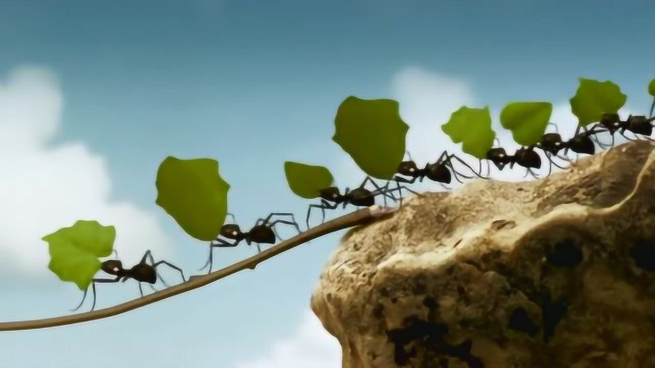 蚂蚁大军过桥,一起上把桥压断了