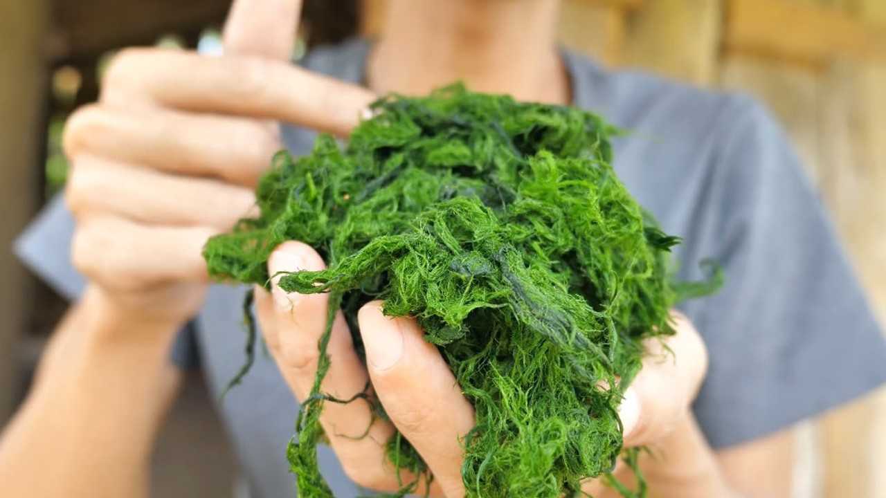 河里的青苔也能吃这样处理后吃起来感觉还不错不算难吃