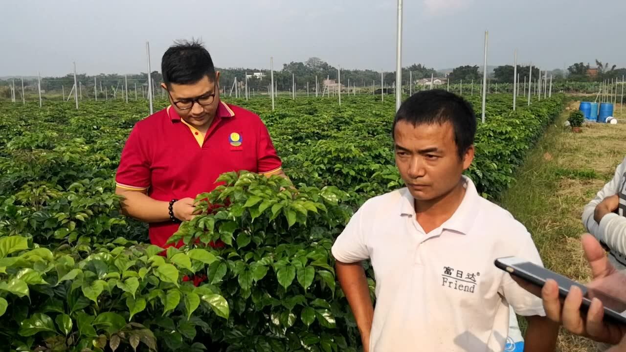 四会绿宝挪威纳施达康海藻肥