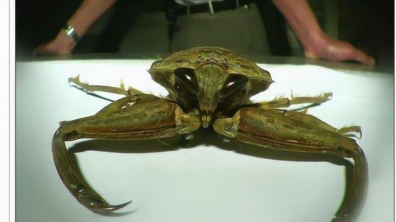 美国田鳖vs沙漠金蝎谁更厉害一筹镜头拍下全过程