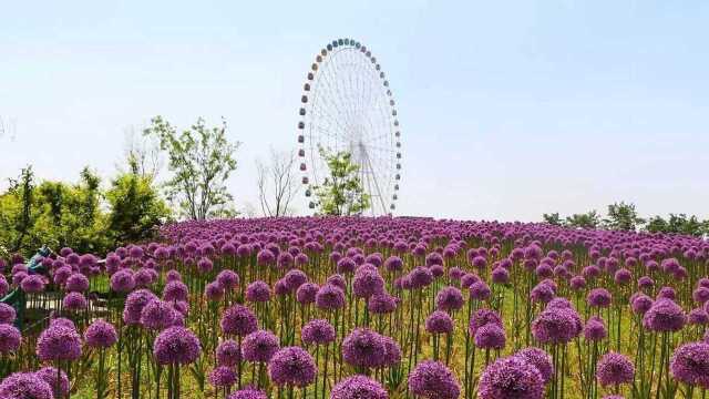 优秀园林景观鉴赏——泰山花海公园