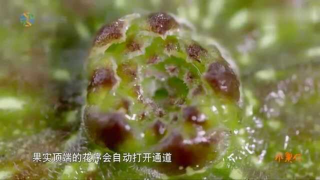 奇异美味的水果,木瓜榕的奇特果实,与蜂类共生共荣!