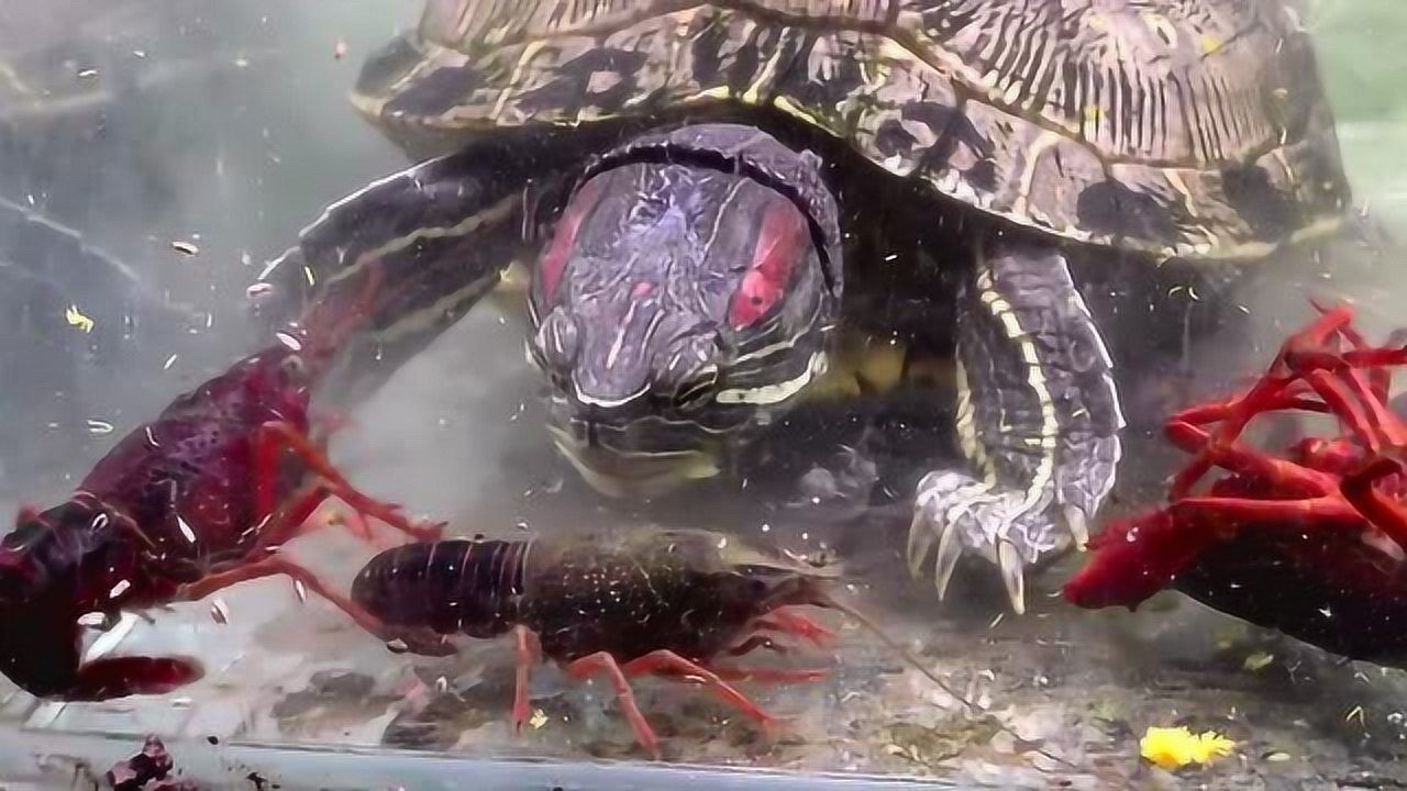 生态杀手巴西龟图片