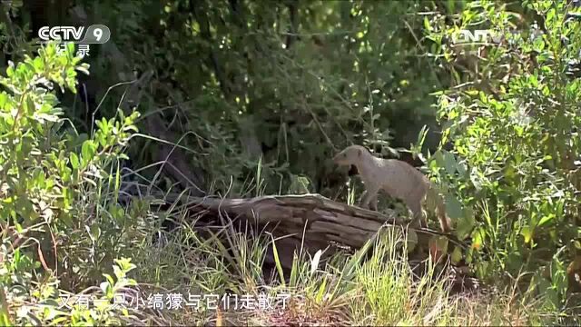 缟獴也疯狂 遭遇捕食者