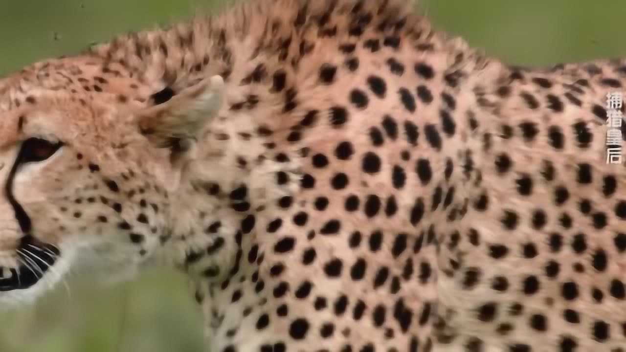 自然传奇三只小猎豹学习捕食一只小蹬羚遭殃了