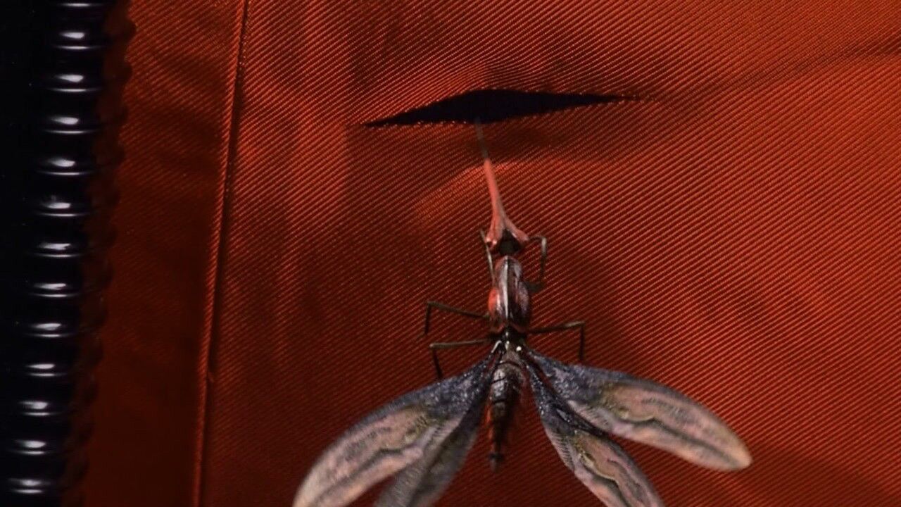 外星微生物进化成变异蚊子可以刺穿衣服太可怕了