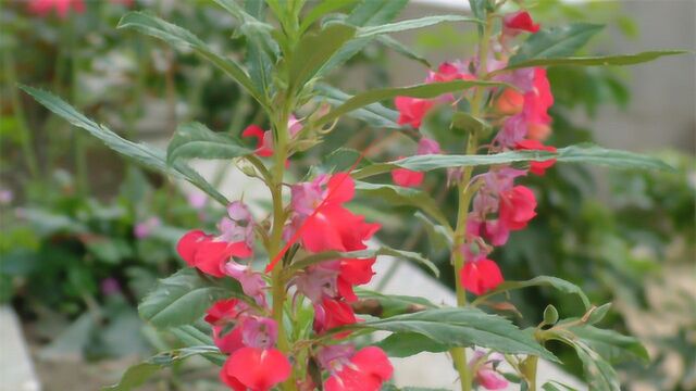 凤仙花怎么种呢?凤仙花的种植方法!