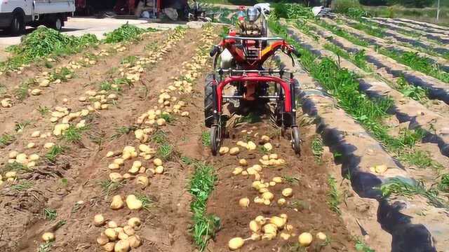 探访土豆收获季,土豆价格太低成本高,农民自己发明土豆收割机