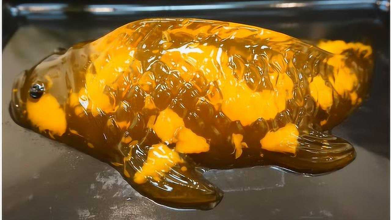 转发这条锦鲤果冻鱼,年年有余