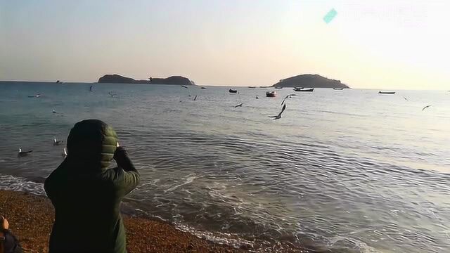 2019的海边的海风飘、海浪涌、海鸥翱翔和芦苇荡