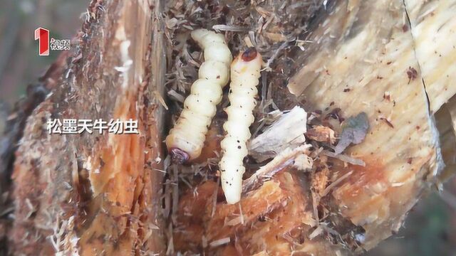 松墨天牛携带松材线虫幼体 达州主城区56万株松树“患癌”