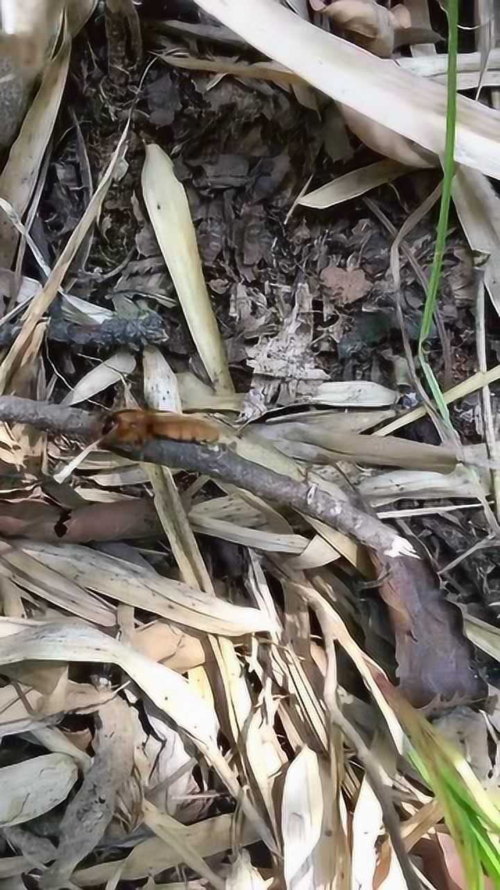 你们见过夜蜂蜂王吗这夜蜂王就是长这个样的很不起眼啊