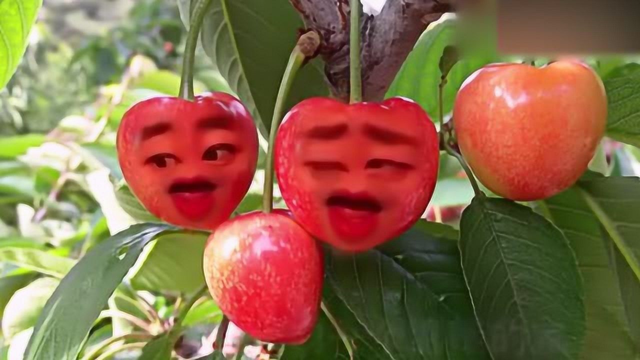 会唱歌的水果你们见过吗,爆笑樱桃版《想念妈妈》,表情太逗了