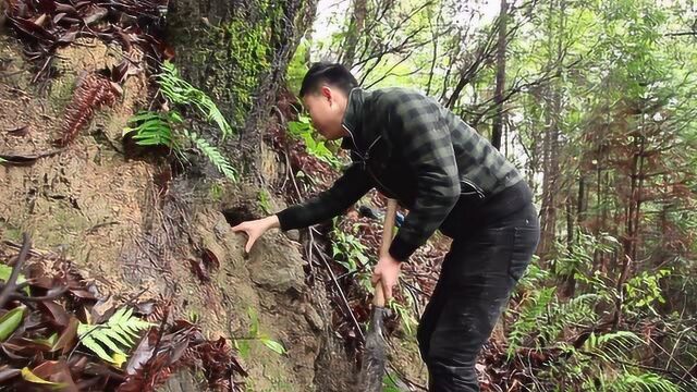 挖笋牛人上山查看峰巢,结果发现被鸠占雀巢惊吓的哭笑不得!