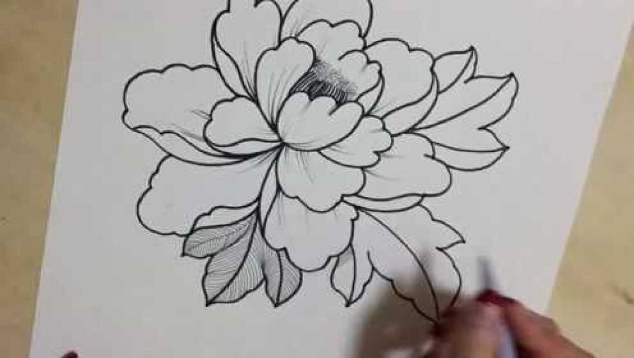 简笔画之教你画牡丹