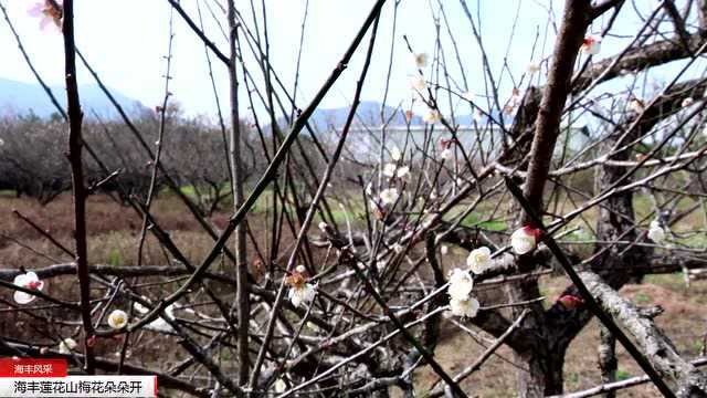 海丰莲花山梅花朵朵开