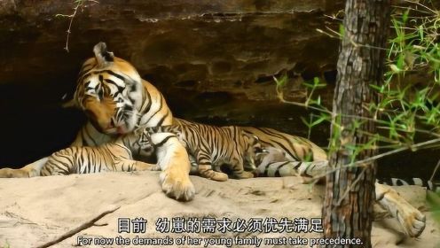 动物世界 第5集 老虎：保护族群