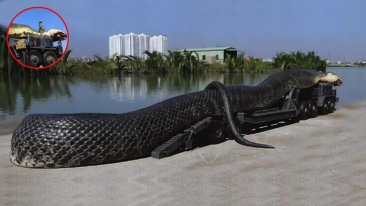 最大的蟒蛇巨蟒图片