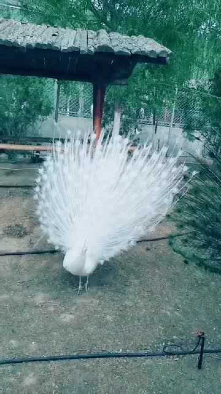 黑孔雀和白孔雀互相比美,一个是白天鹅,一个是丑小鸭