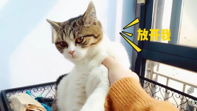 小猫咪搞花盆被主人现场抓获,气鼓鼓找猫妈妈告状:我是被冤枉的