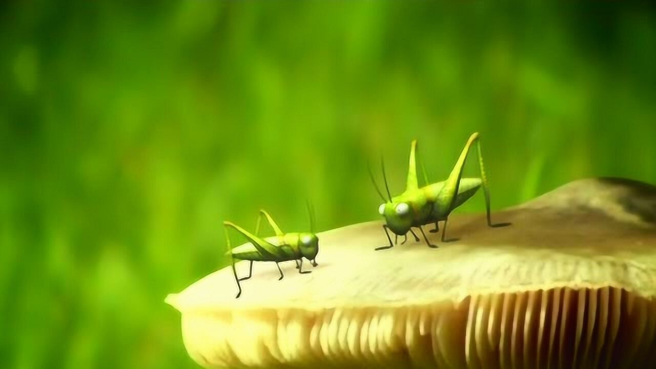 昆虫总动员:瓢虫技术高超,瞬间淘汰蜜蜂