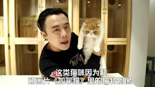 「猫咪品种大科普」英短也分色号?什么样的猫价值6w