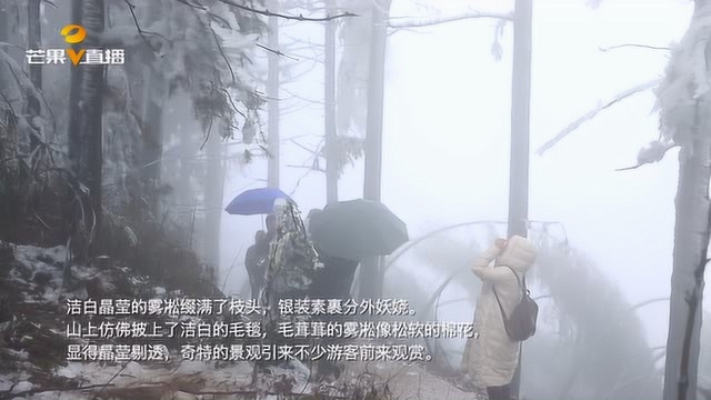 衡阳县连日低温雨雪,九峰山雾淞如仙境