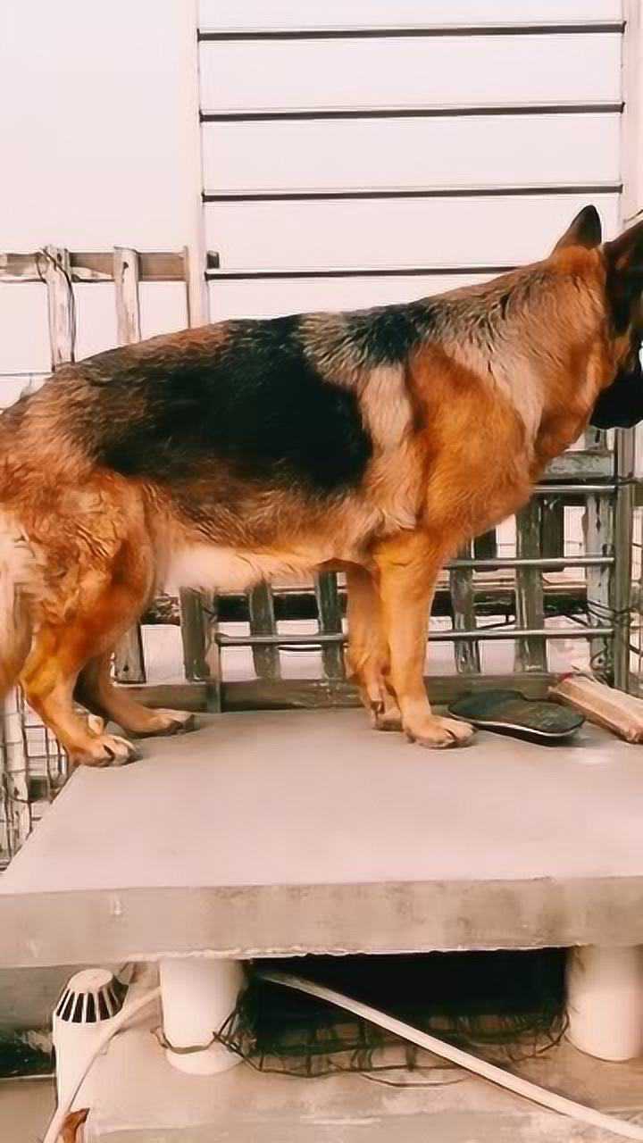 我家德牧配种四十天了,到底带胎了没有啊?