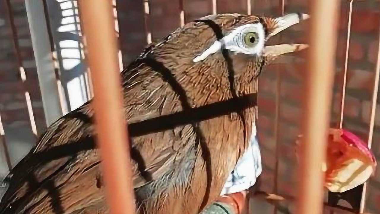 画眉鸟视频:正宗的红毛极品