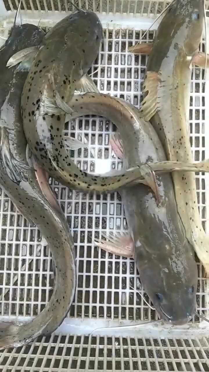 左江河野生芝麻剑鱼刚上岸