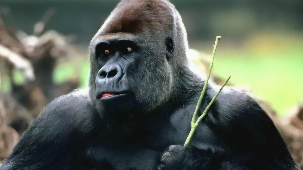 涉水过河的大猩猩,从没见过这么"骚气"的,姿势太妖娆了吧