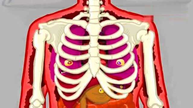 重口味动画短片《请不要再虐待你的器官了》 非常有教育意义了