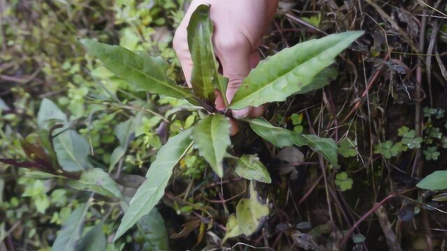 路边无人问津的红凤菜,且成为了川菜中的经典,深受当地人的喜爱