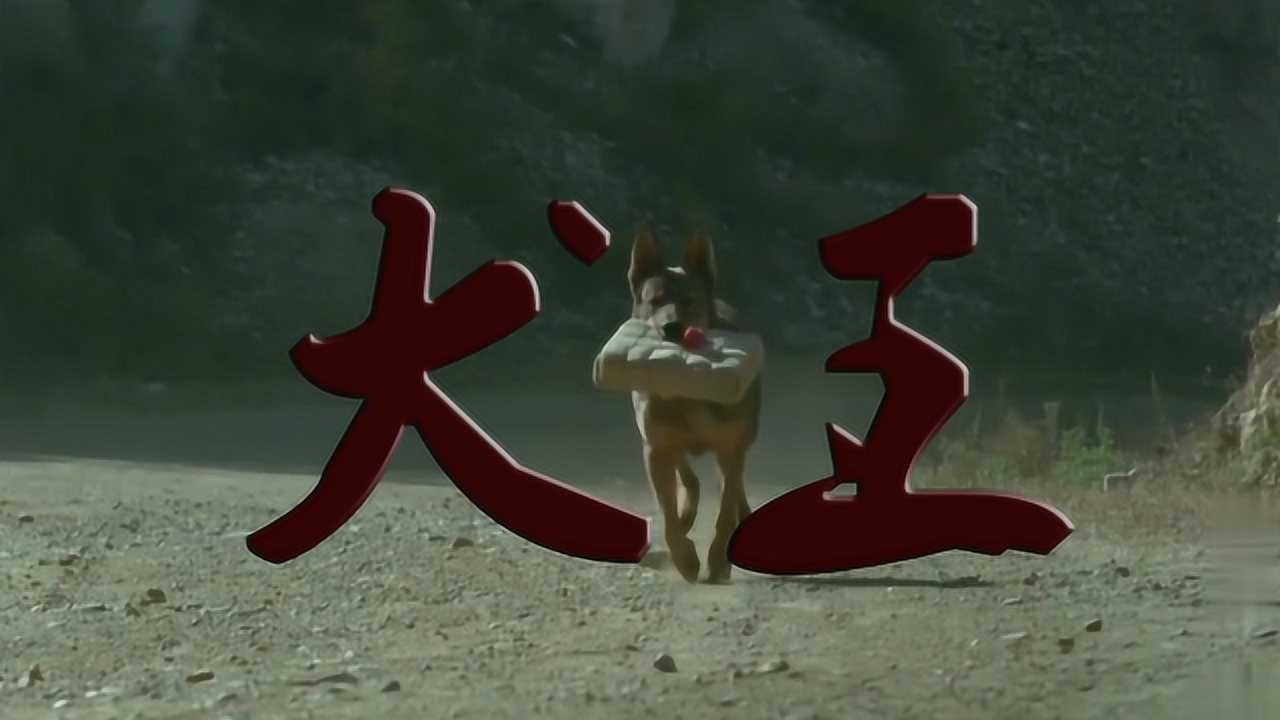 《犬王》精彩合集_1993年老电影《犬王》:一部反映军犬抗日的经典影片!_电影_高清完整版视频在线观看_腾讯视频